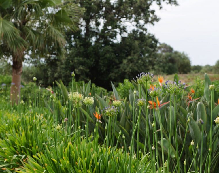 garden-porto-colom-6 Mashamba