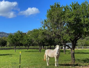 Gabriela Coduri Affrini Gabi